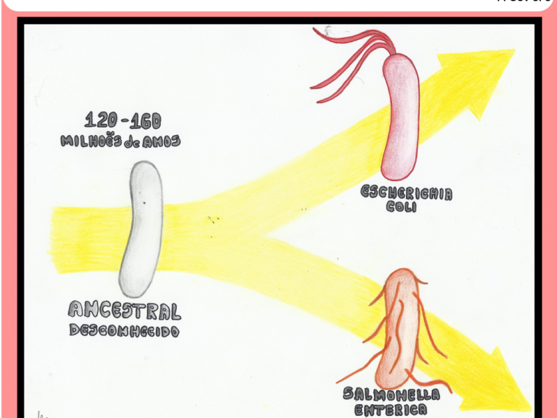 Obra: Evolução é o caminho (2020)